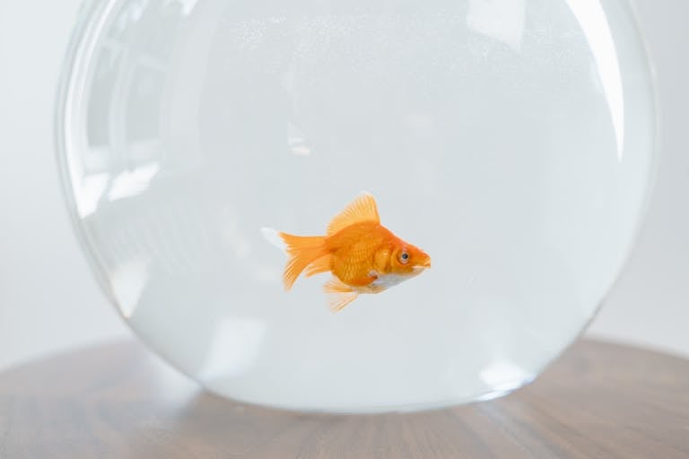 A single goldfish swimming in a glass fishbowl on a wooden table.