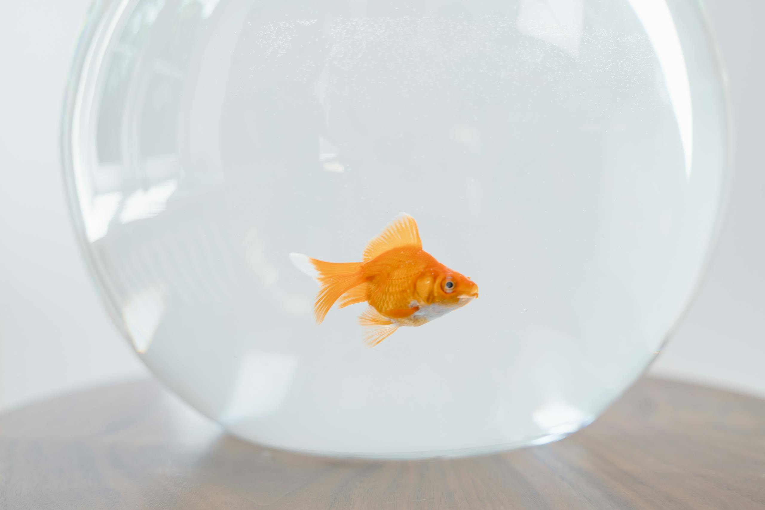 A single goldfish swimming in a glass fishbowl on a wooden table.